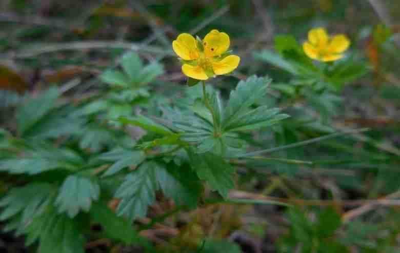 Tormentilla, nel fiore selvatico due composti contro i batteri resistenti: nuovo studio su Microbiology