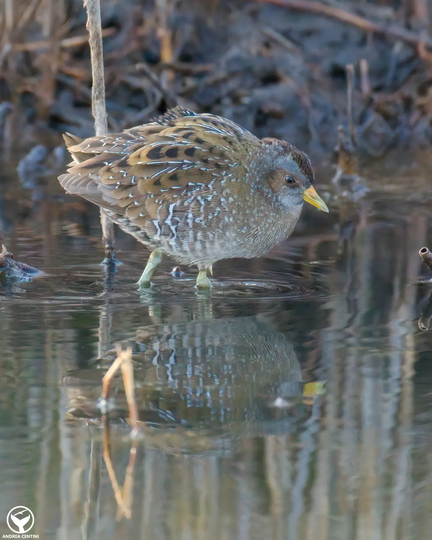 Voltolino. Credit: Andrea Centini