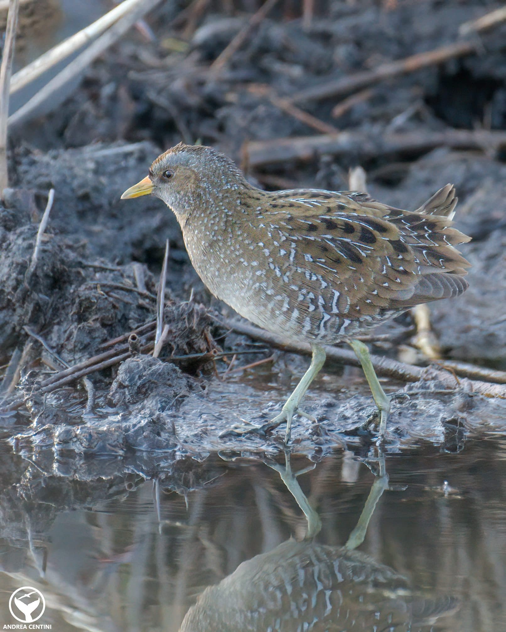 Voltolino. Credit: Andrea Centini