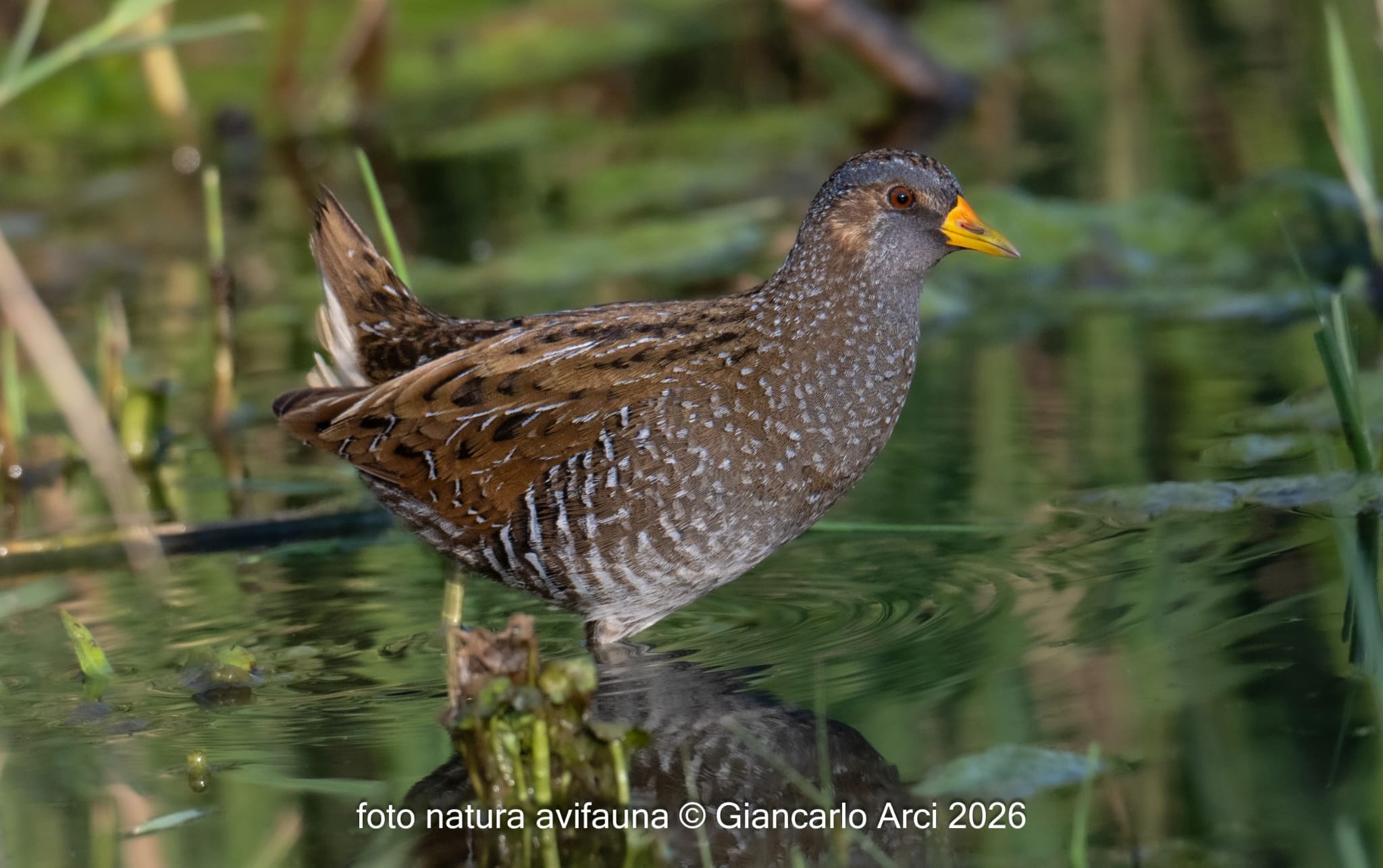 Voltolino. Credit: Giancarlo Arci