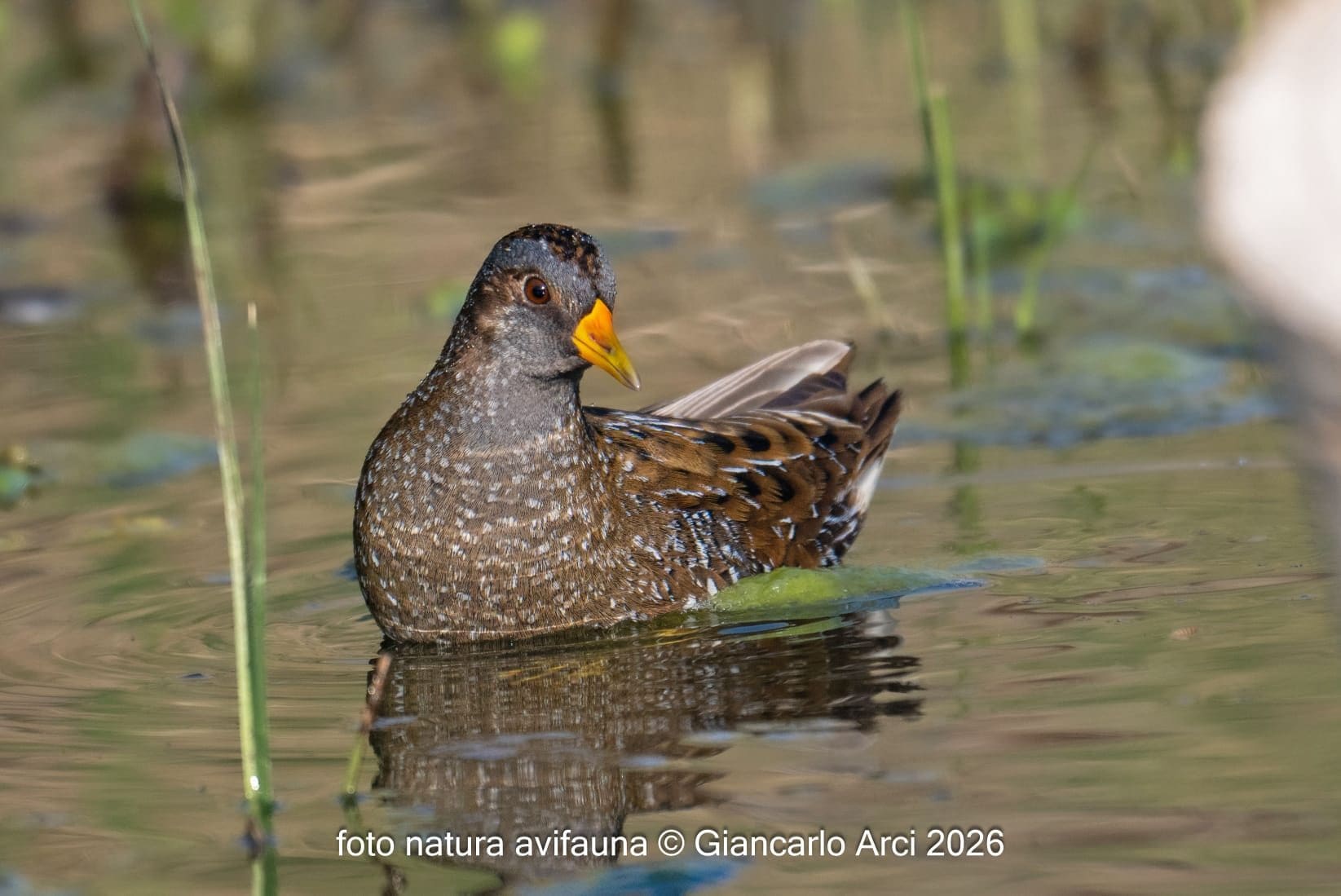 Voltolino. Credit: Giancarlo Arci