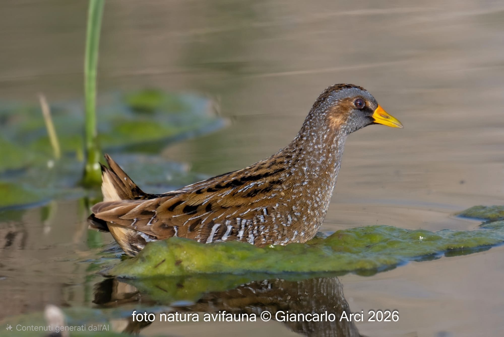 Voltolino. Credit: Giancarlo Arci