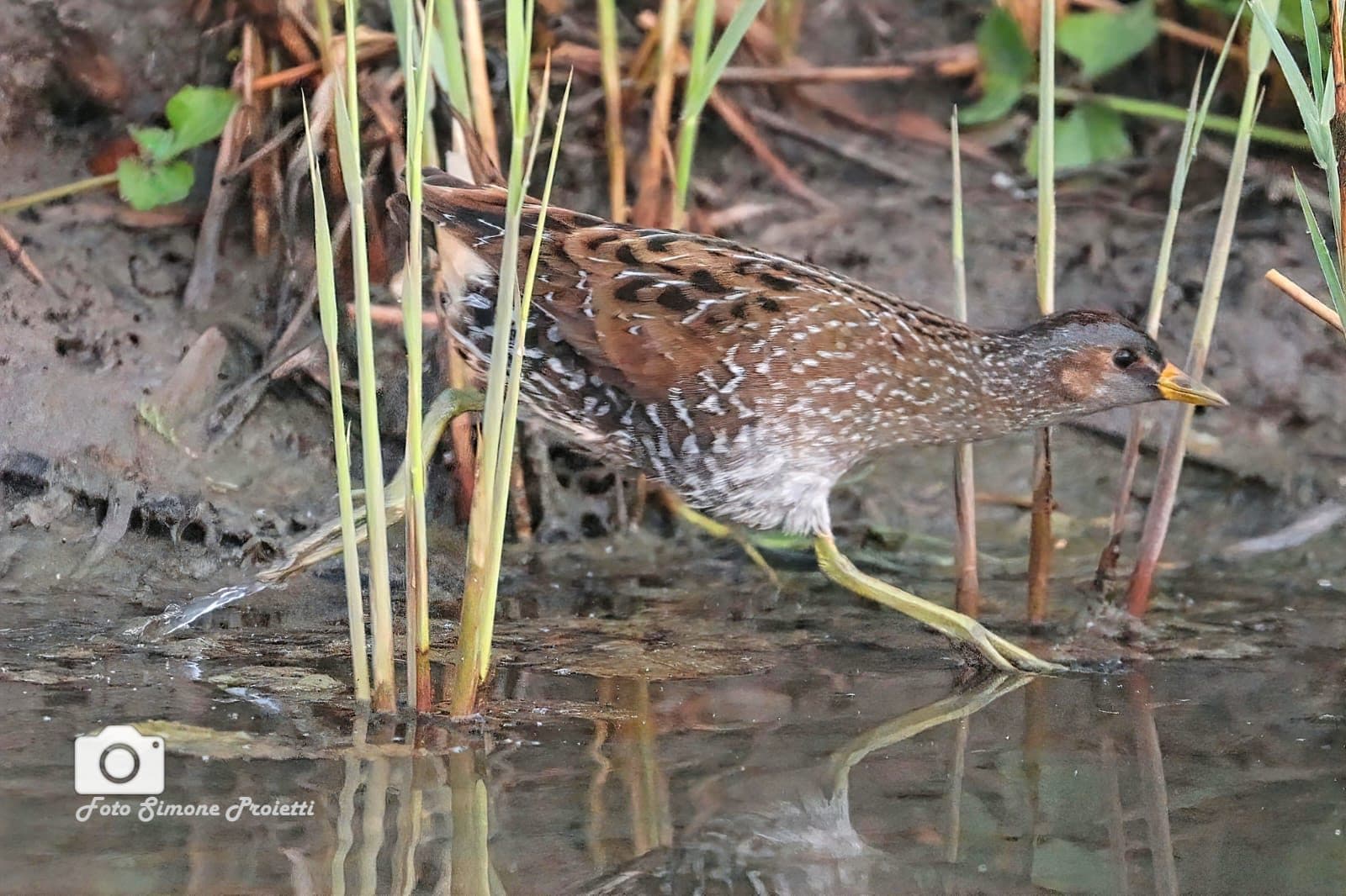 Voltolino. Credit: Simone Proietti