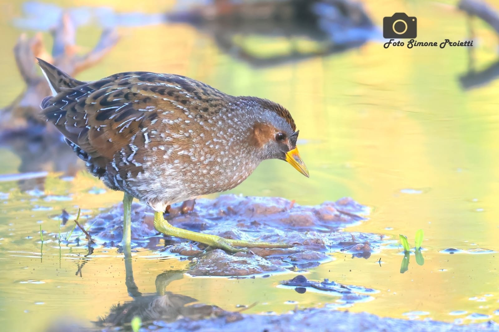 Voltolino. Credit: Simone Proietti