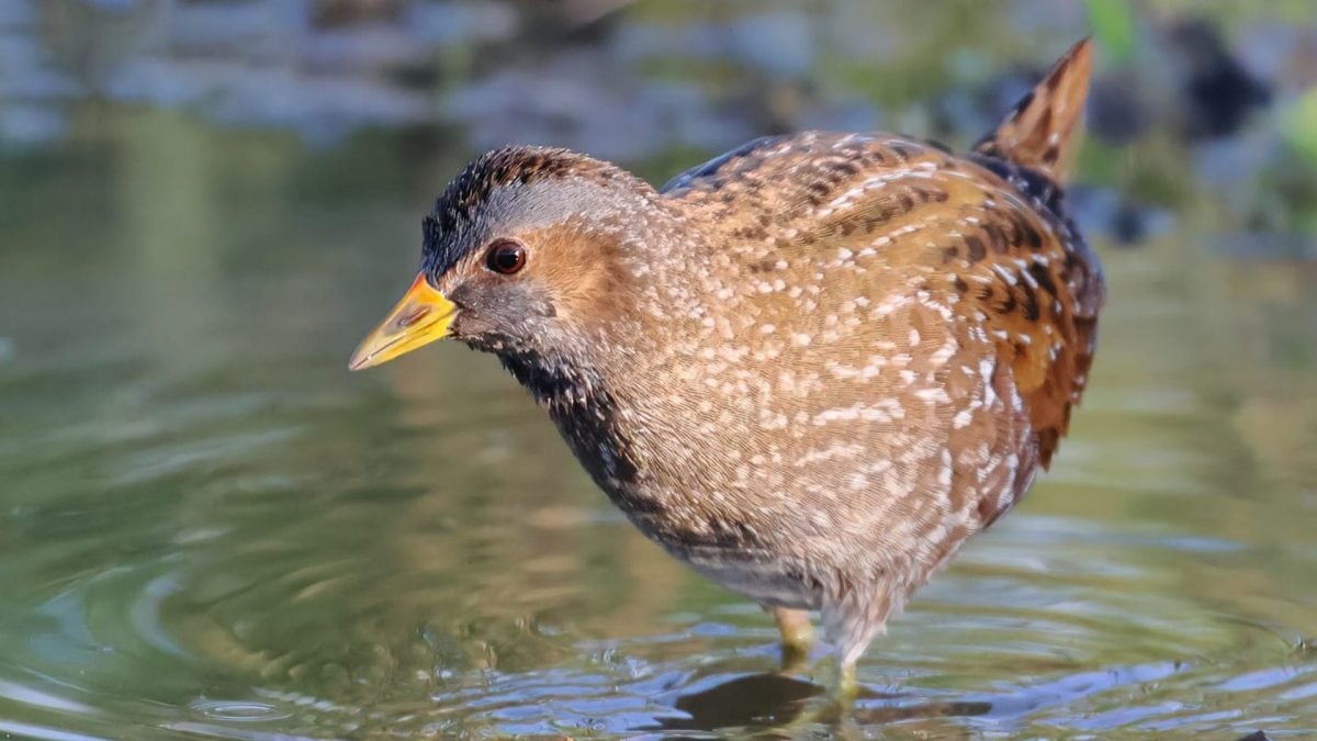 Voltolino. Credit: Simone Proietti