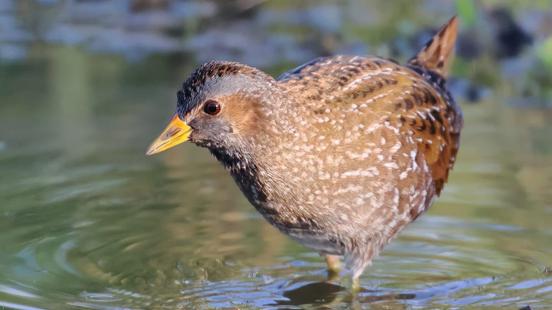 Le foto dell'elusivo voltolino, tra gli uccelli meno noti in Italia: “Raro e difficile da osservare”