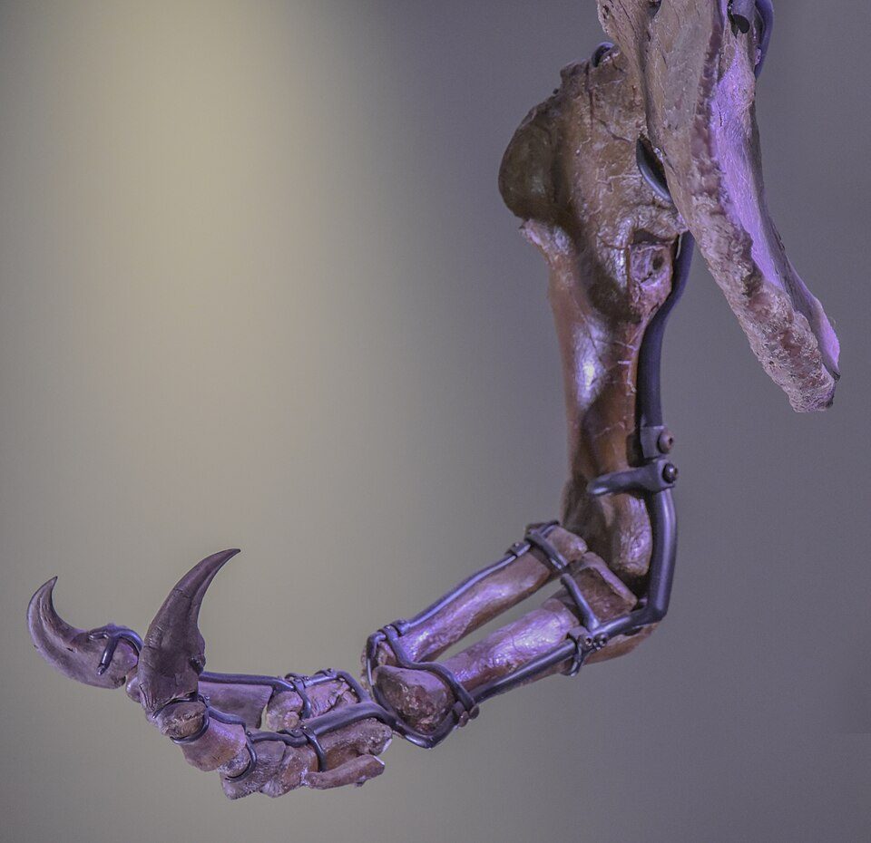 Arto anteriore di T. rex. Credit: Wikipedia