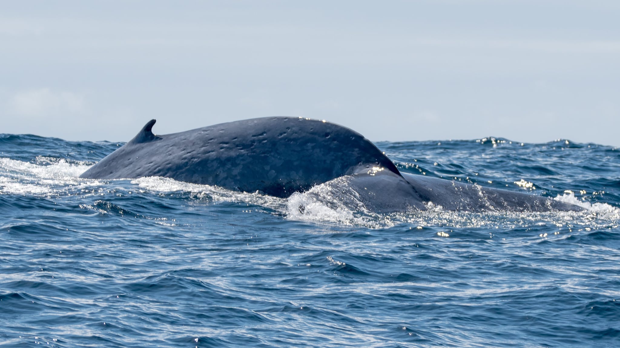 Le foto e il video della balenottera azzurra: l'abbiamo vista alle Azzorre. Tre esemplari nuotavano assieme
