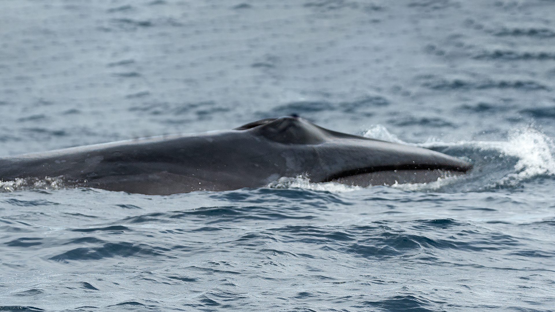 Le foto della balenottera boreale, la balena più veloce al mondo: l'abbiamo vista nell'Oceano Atlantico