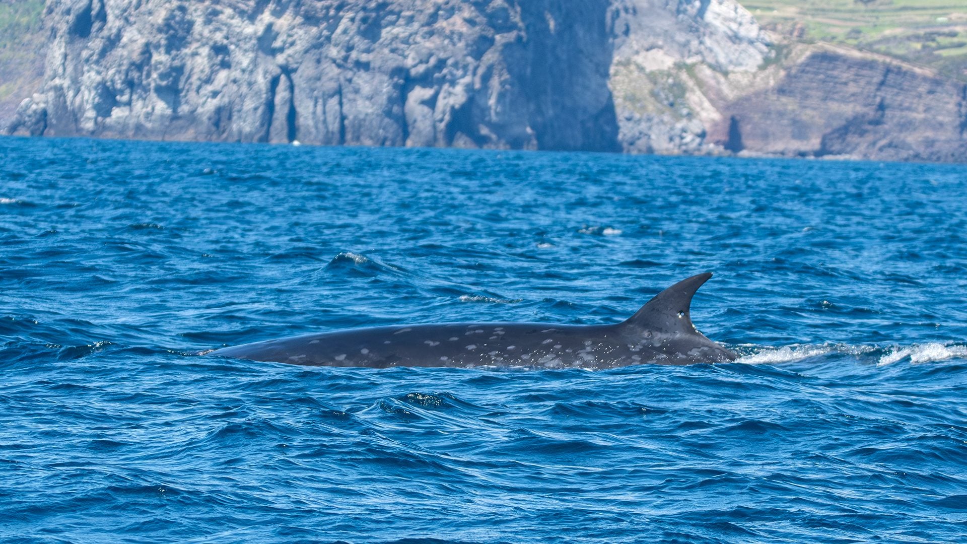 La balenottera boreale davanti all’isola di Faial (Azzorre). Credit: Andrea Centini