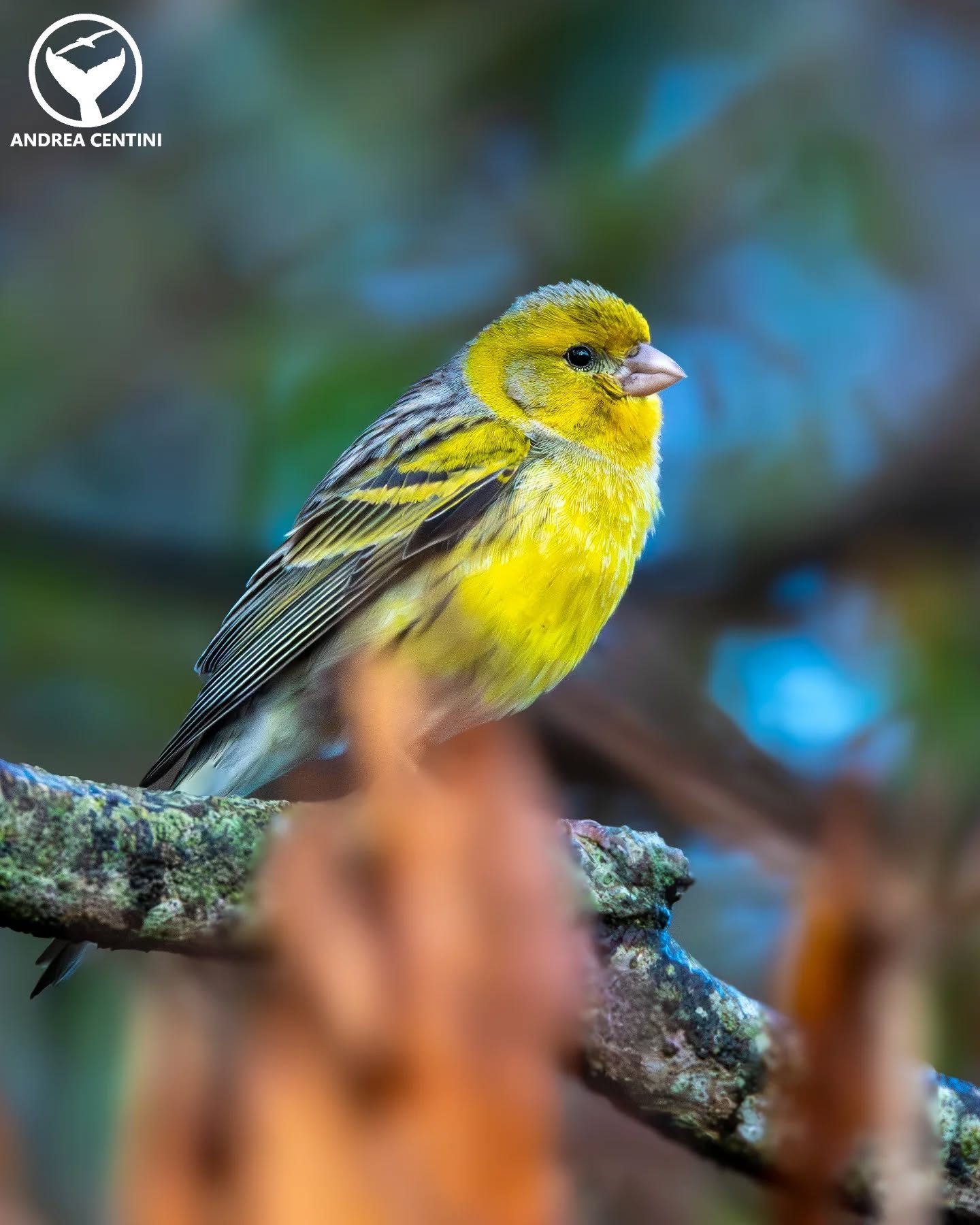 Canarino selvatico (Serinus canaria). Credit: Andrea Centini