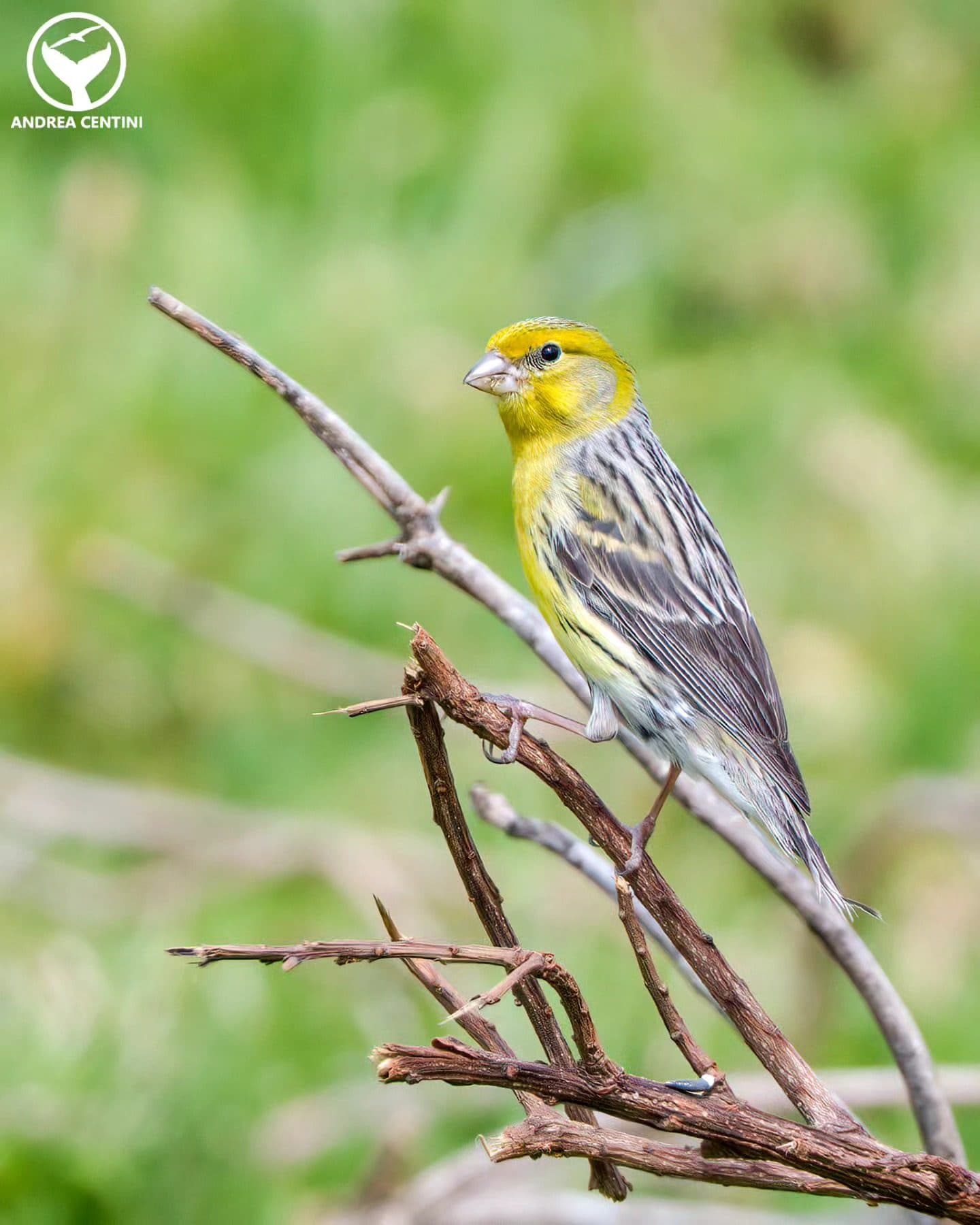 Canarino selvatico (Serinus canaria). Credit: Andrea Centini