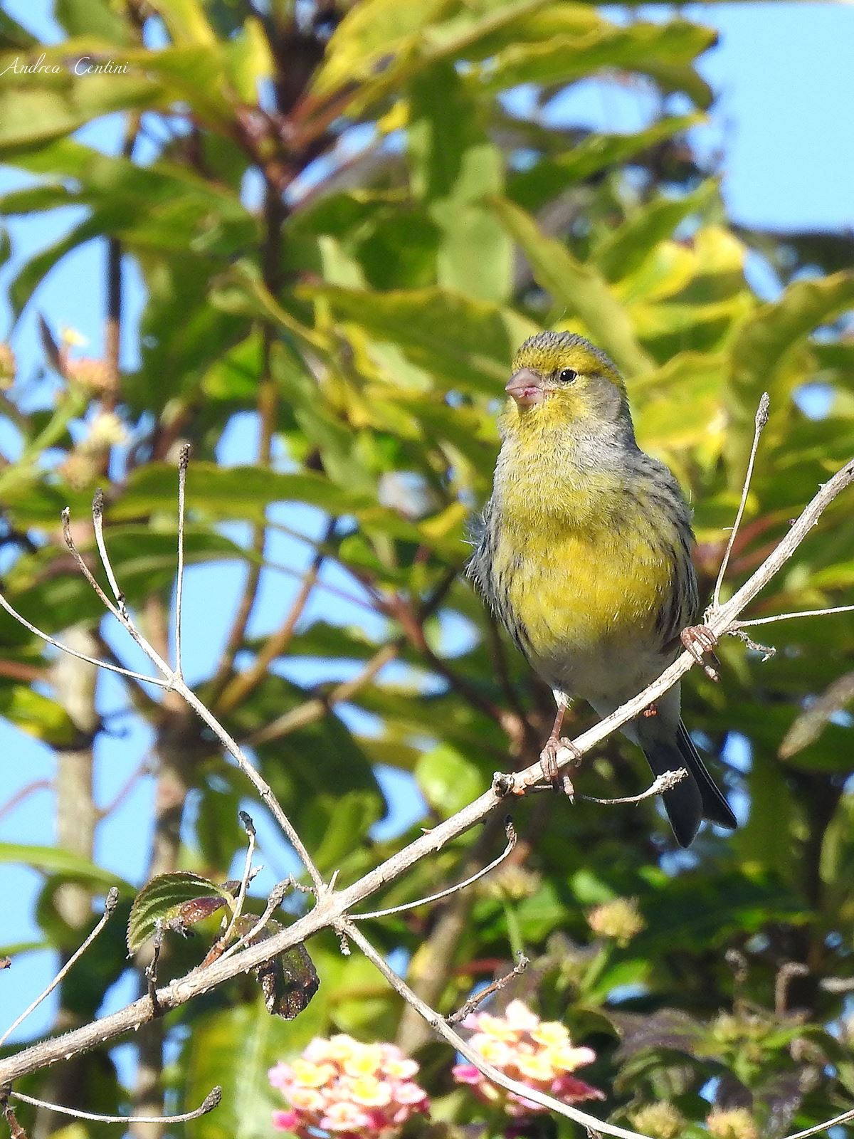 Canarino selvatico (Serinus canaria). Credit: Andrea Centini