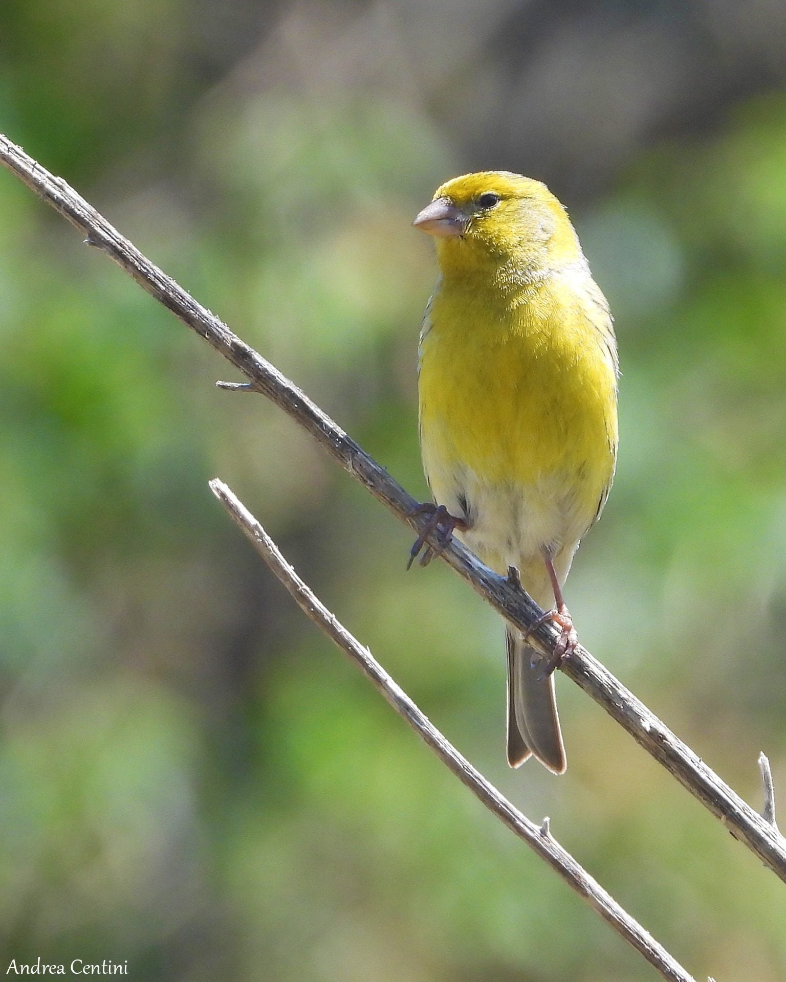 Canarino selvatico (Serinus canaria). Credit: Andrea Centini
