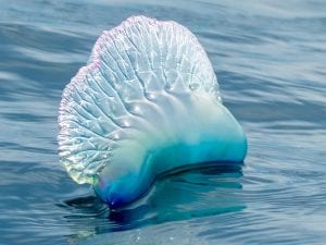 Le foto della caravella portoghese: l’abbiamo vista alle Azzorre. Un esemplare era blu-verde acqua