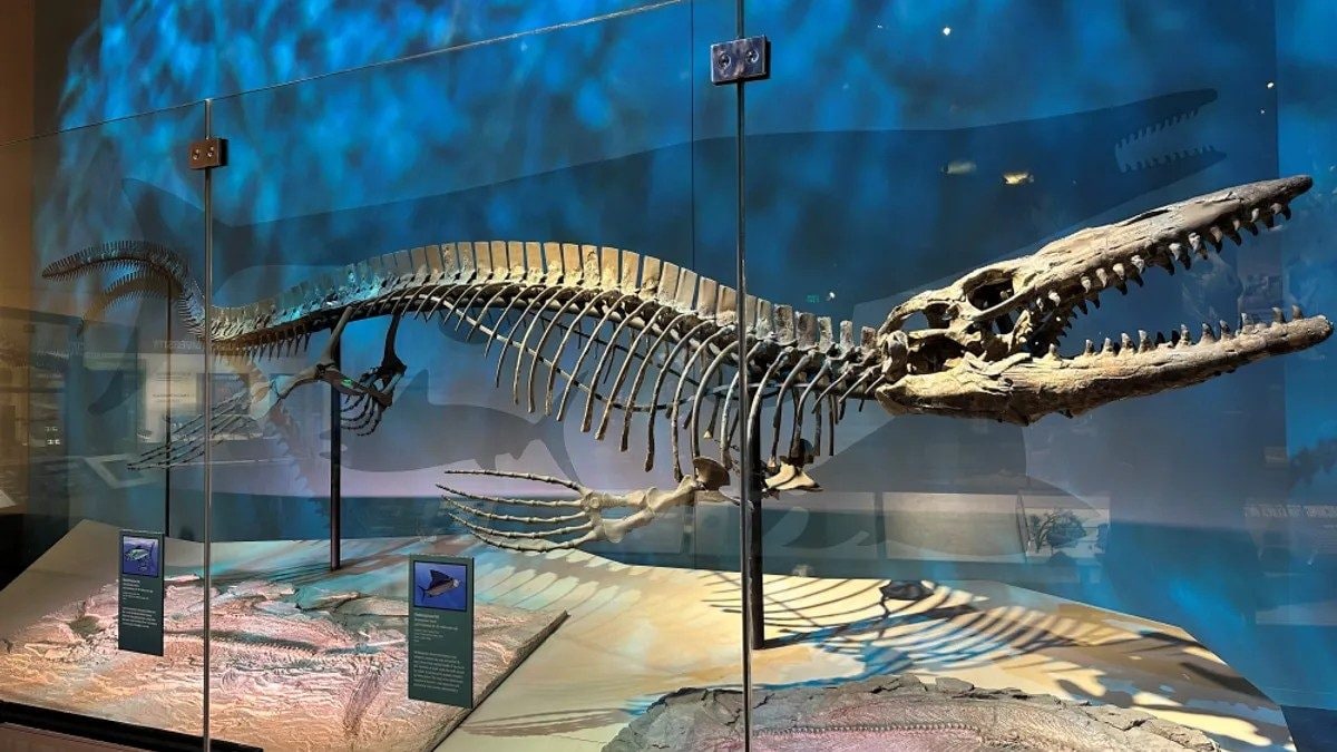 Lo scheletro del "Cavaliere Nero". Credit: Perot Museum of Nature and Science