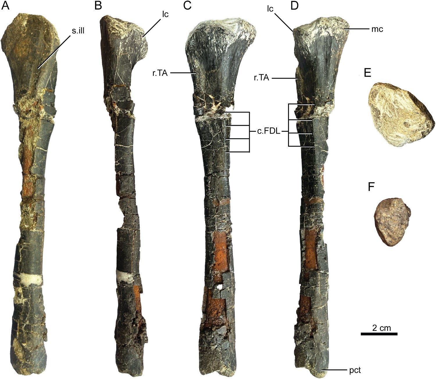 Alcune ossa del coccodrillo strega. Credit: Journal of Vertebrate Paleontology