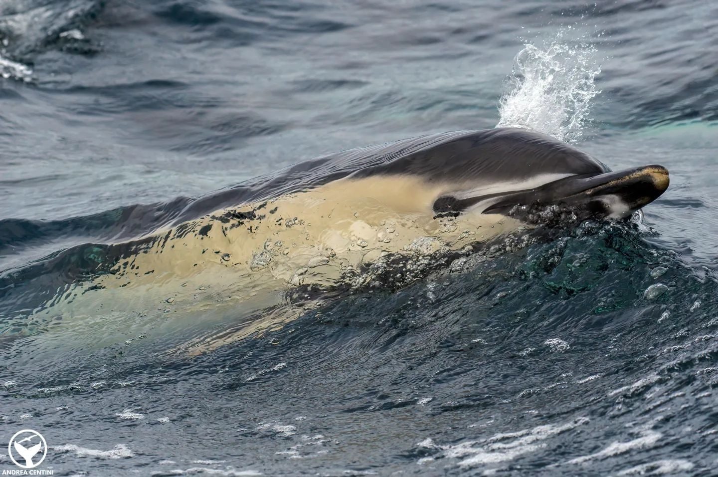Delfino comune. Credit: Andrea Centini