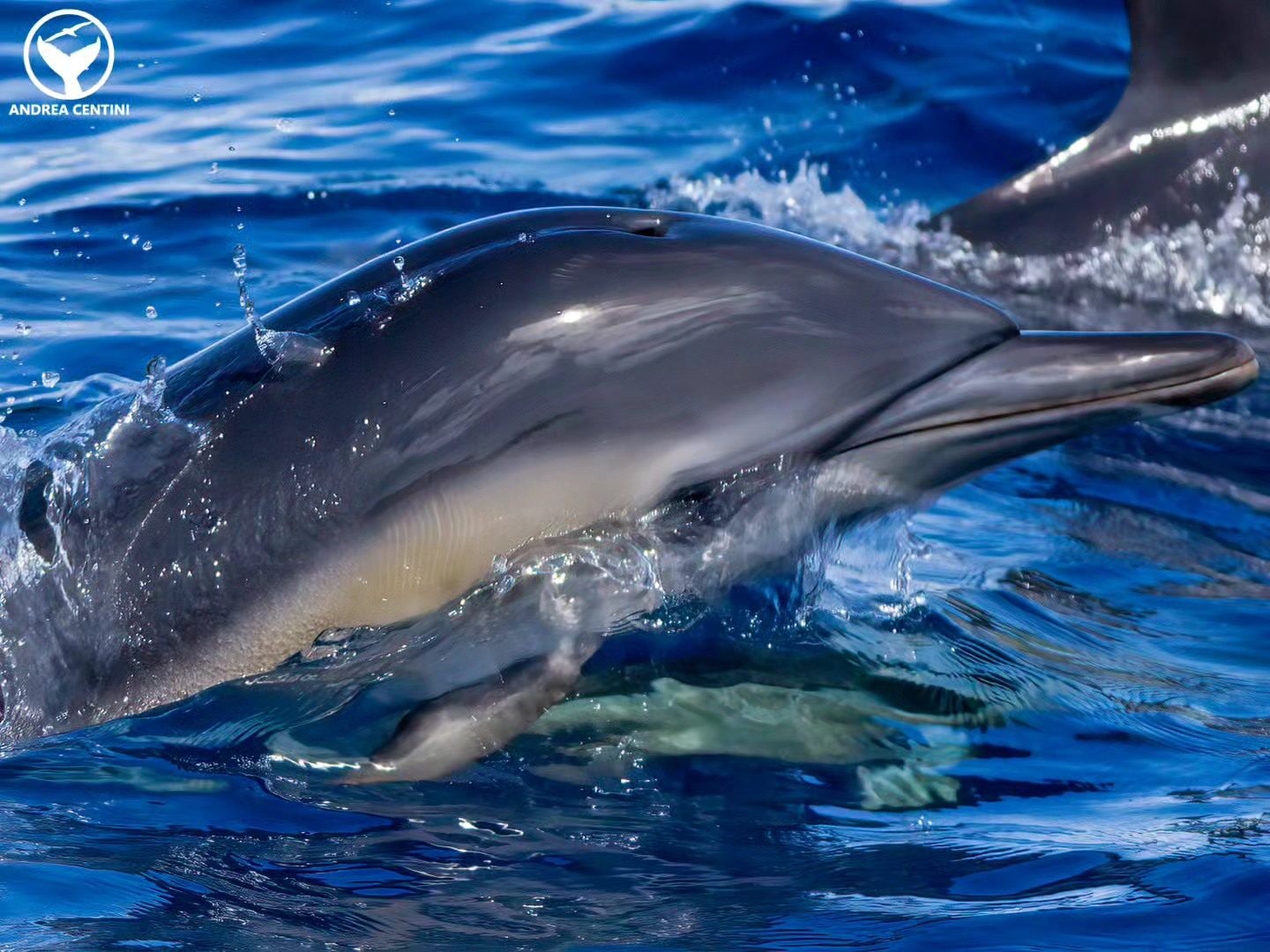 Delfino comune. Credit: Andrea Centini
