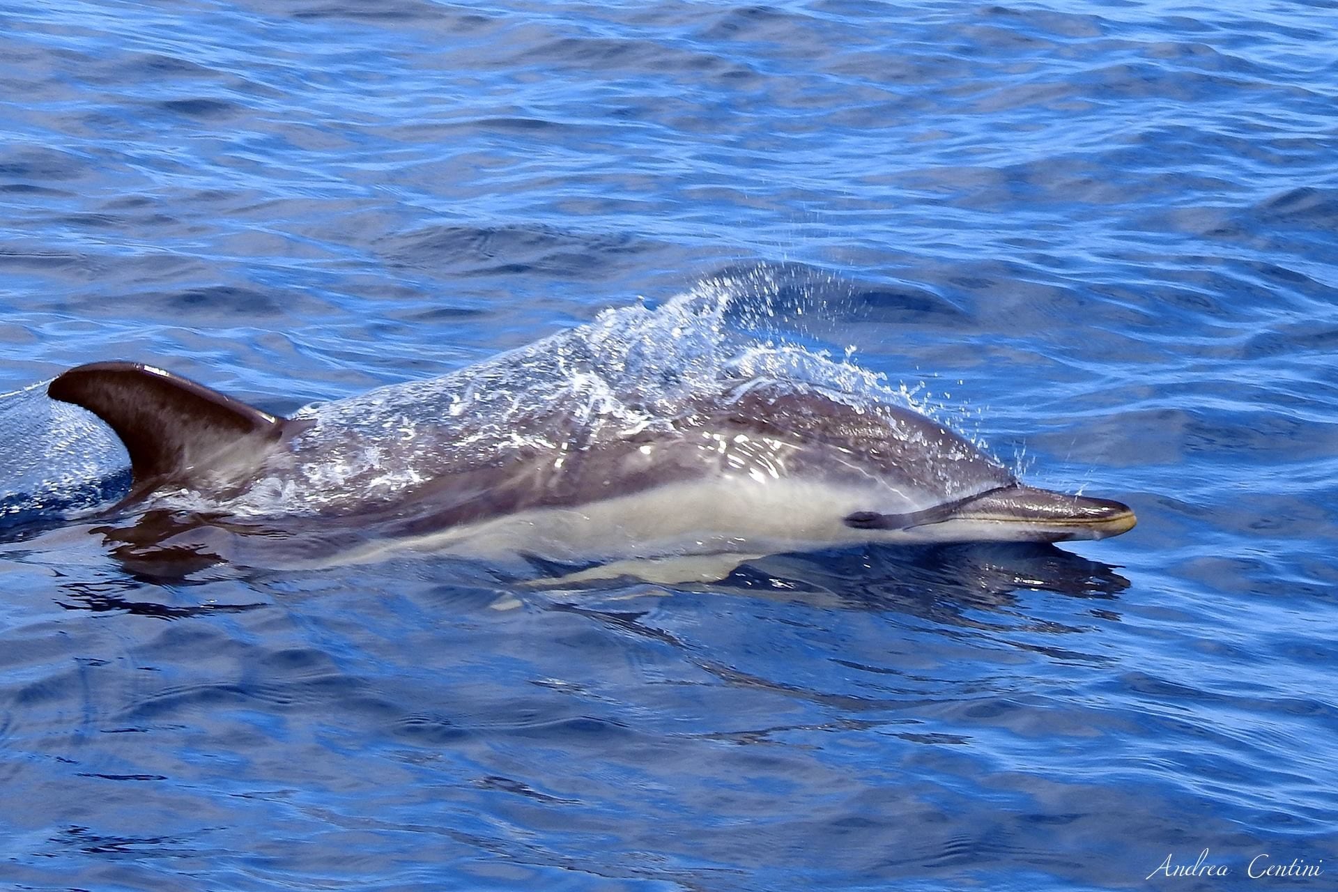 Delfino comune. Credit: Andrea Centini