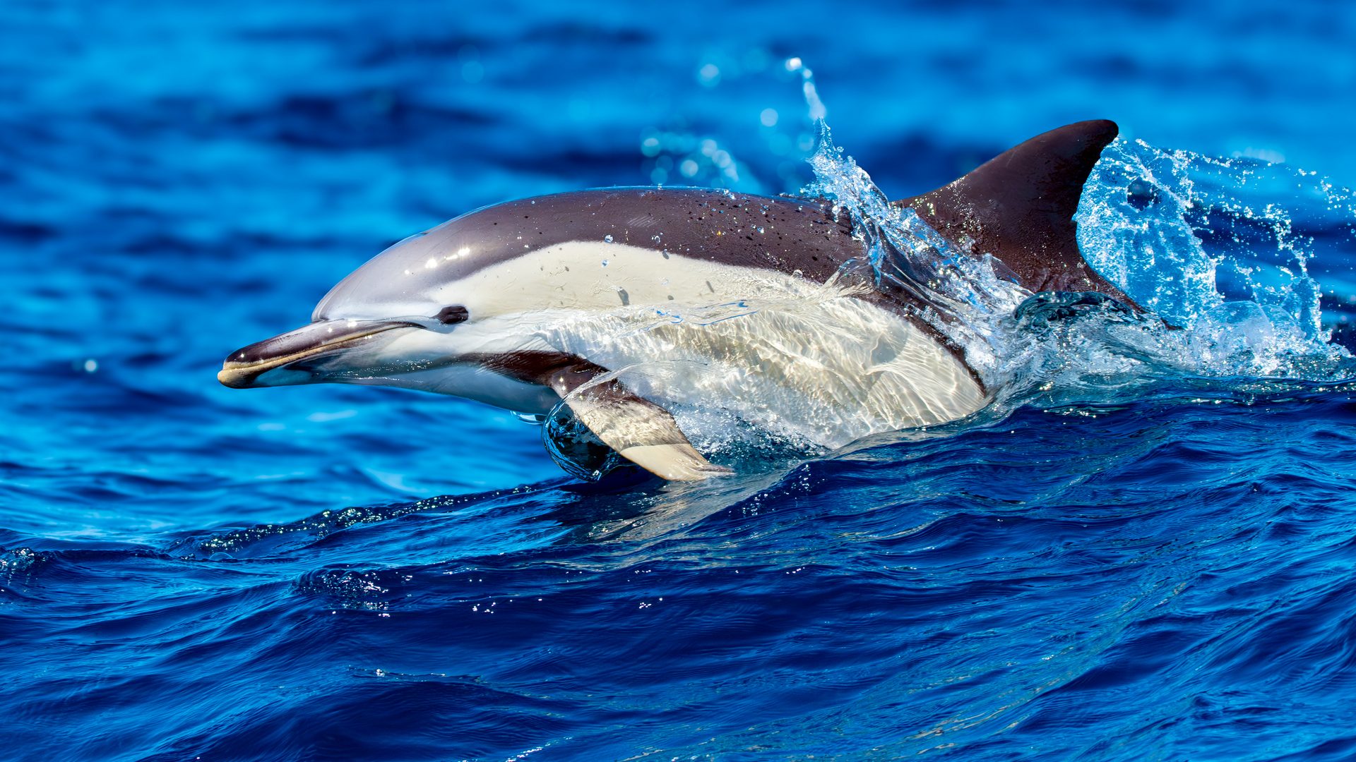 Le Foto Del Magnifico Delfino Comune Raro Nel Mediterraneo Lo Abbiamo Le Foto Del Magnifico Delfino Comune Raro Nel Mediterraneo Lo Abbiamo