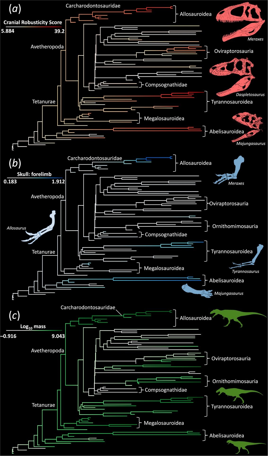 Credit: Proceedings of the Royal Society B: Biological Sciences