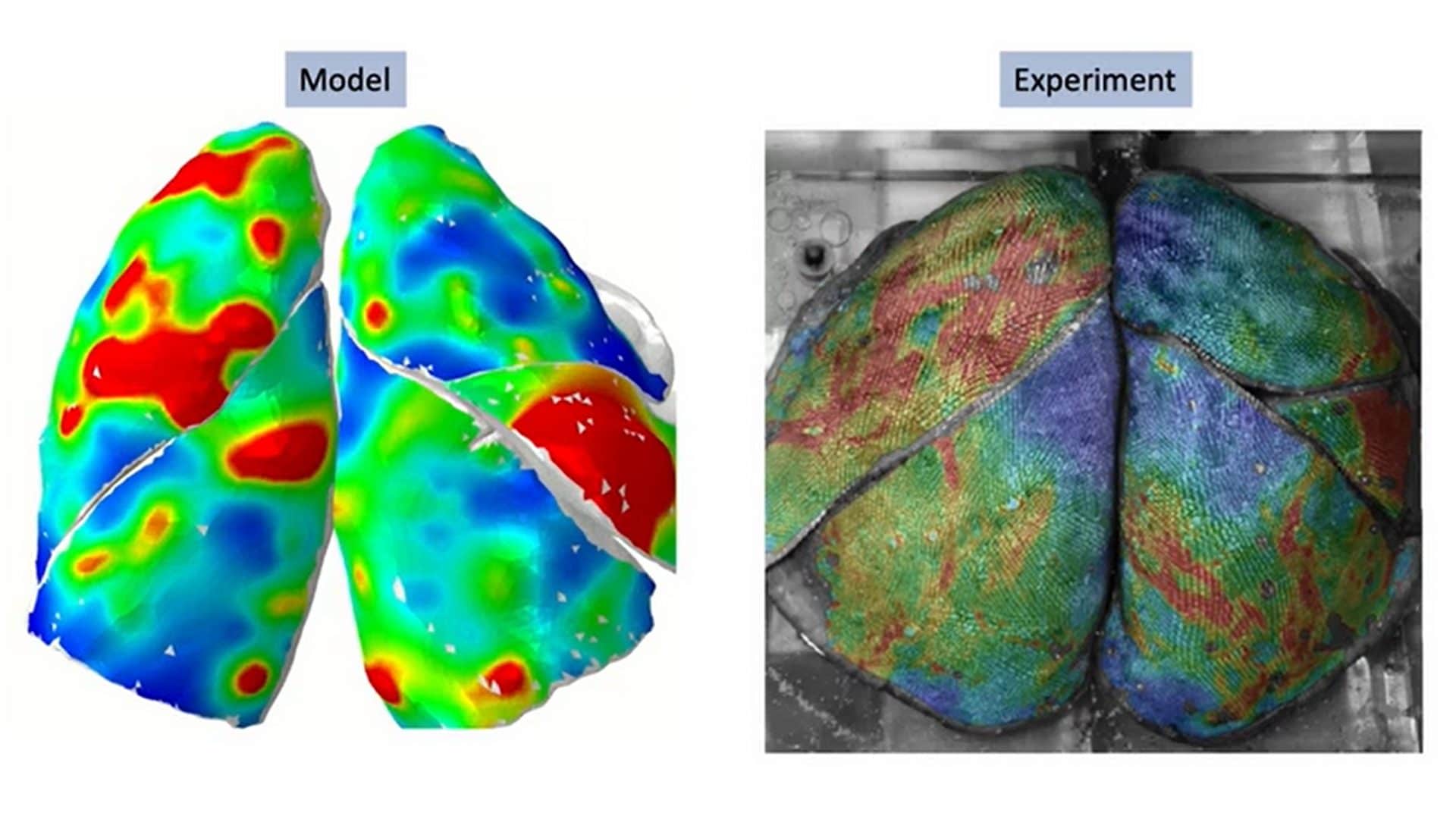 I polmoni dei fumatori diventano rigidi come nella fibrosi: studio USA mostra l'inquietante effetto del fumo