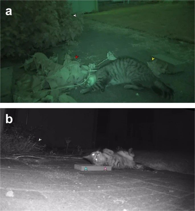 Due immagini relative alla sperimentazione sui gatti. Credit: Journal of Chemical Ecology