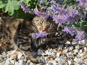 Studio giapponese sfata il mito dell’erba gatta: i gatti preferiscono un’altra pianta, la vite d’argento