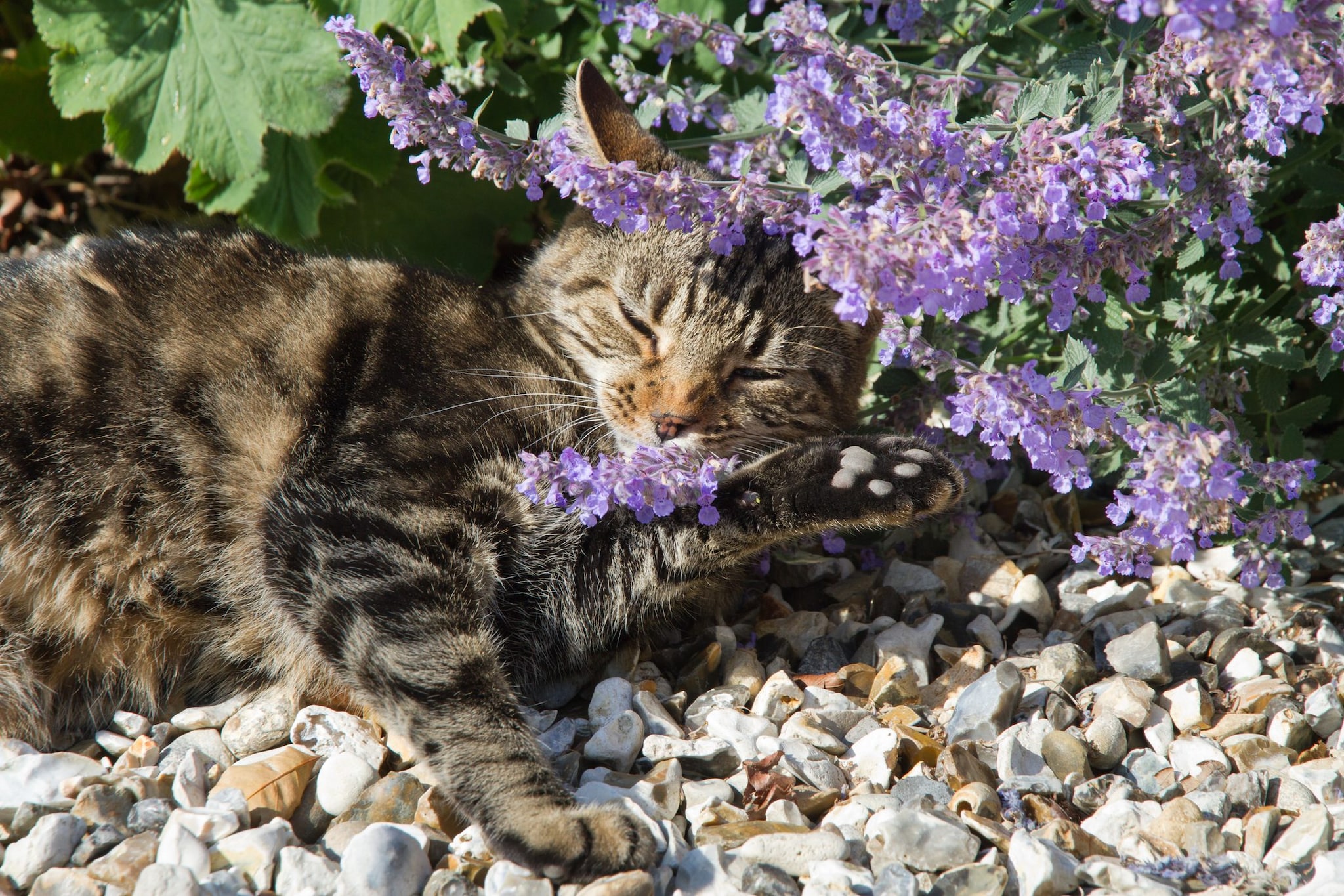 I gatti preferiscono un'altra pianta all'erba gatta: la vite d'argento. Lo studio giapponese
