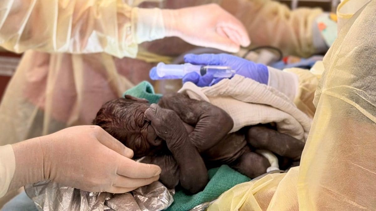 Il gorilla appena nato col parto cesareo. Credit: Nichole Hamilton, ecografista specializzata in medicina materno–fetale/ Woodland Park Zoo