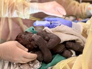 Gorilla fatto nascere con un parto cesareo d’emergenza da ostetrici: “Il piccolo e mamma Olympia stanno bene”
