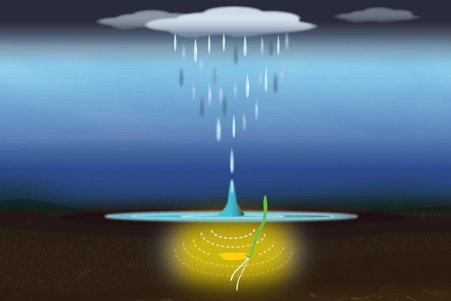 Illustrazione degli effetti delle gocce di pioggia su un seme. Credit: MIT