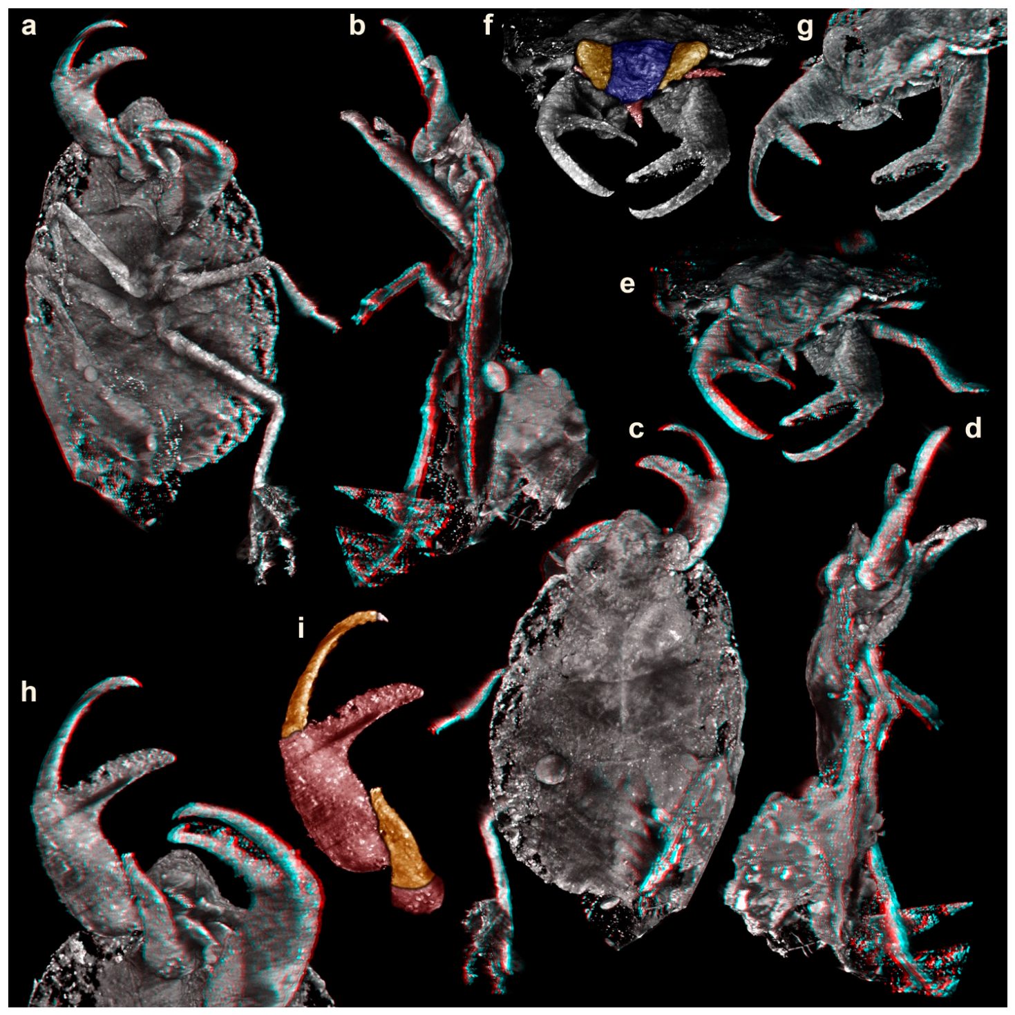 Scansioni del fossile. Credit: Insects