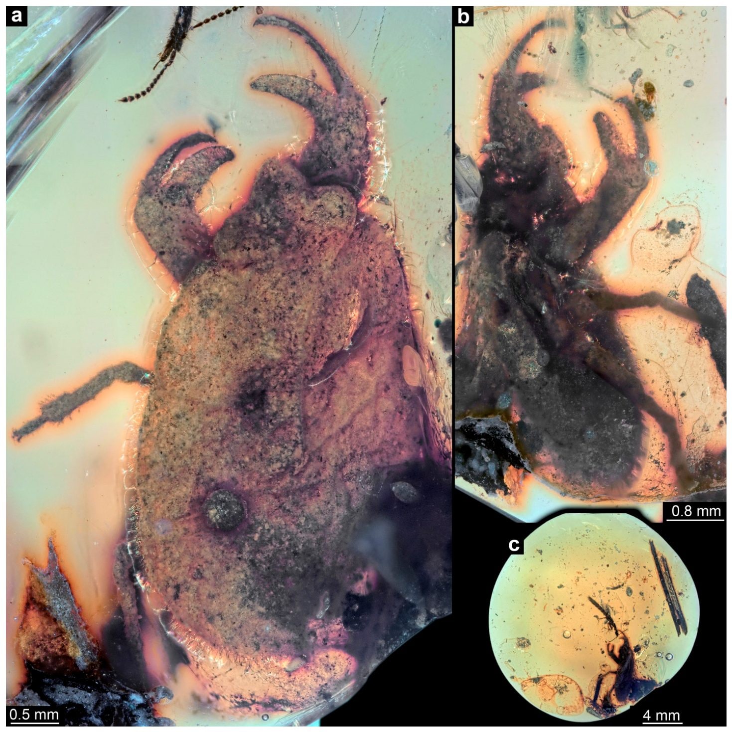 L’insetto nell’ambra fossile. Credit: Insects
