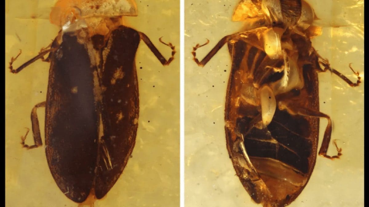 Il fossile di Cretoluciola birmana, una lucciola vissuta circa 99 milioni di anni fa e conservata nell’ambra del Myanmar / Fonte: Proceedings of the Royal Society B