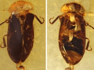 Incredibile lucciola di 99 milioni di anni scoperta nell’ambra del Myanmar: brillava già ai tempi dei dinosauri