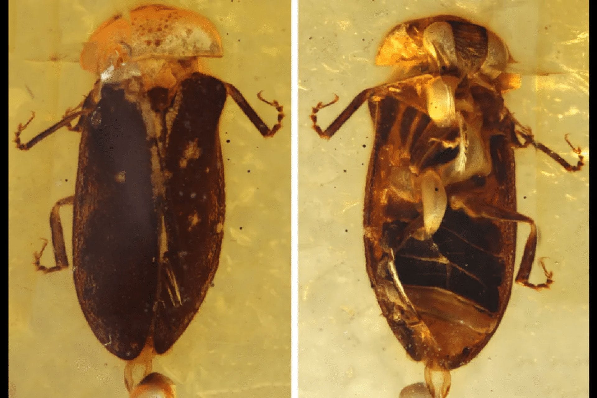 Incredibile lucciola di 99 milioni di anni scoperta nell’ambra del Myanmar: brillava già ai tempi dei dinosauri
