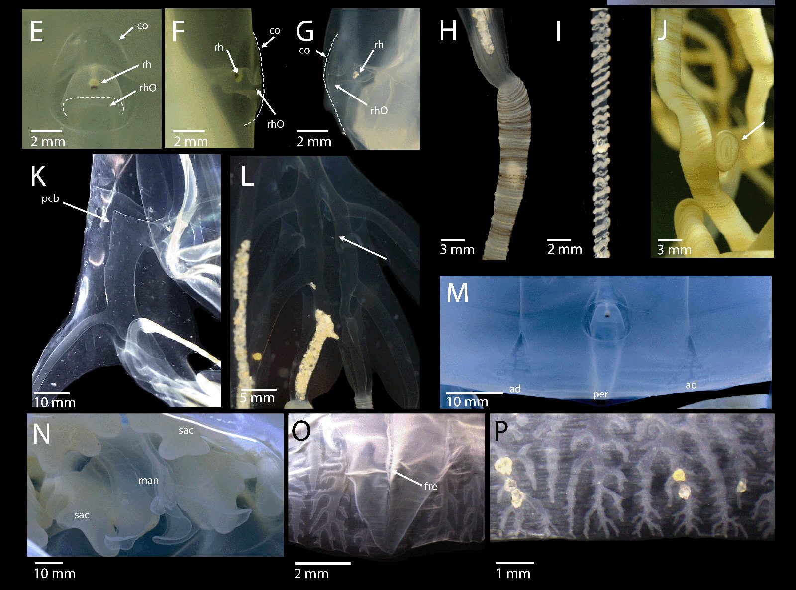 Dettagli della cubomedusa o vespa di mare Chironex blakangmati. Credit: Iesa et al./Raffles Bulletin of Zoology