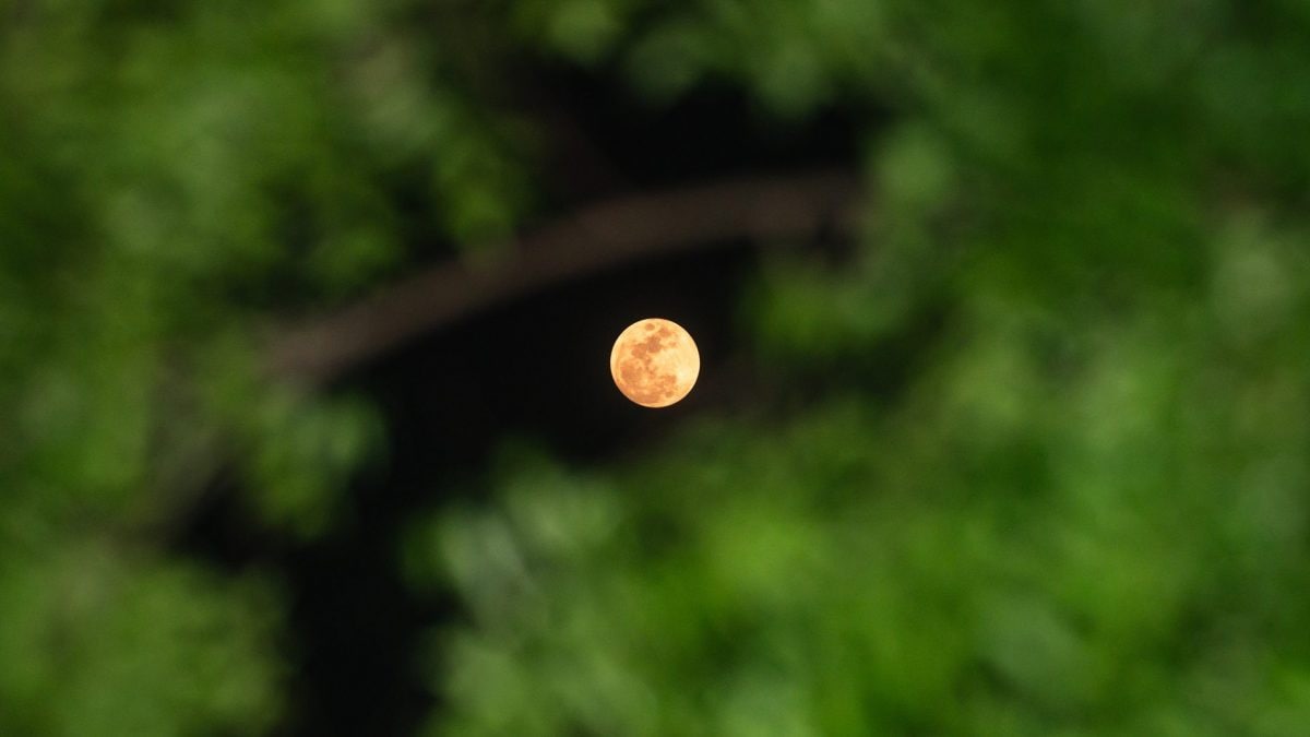 Mini Luna. Credit: iStock