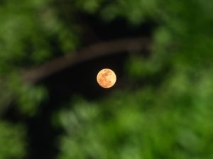 La Luna Piena Blu del 31 maggio 2026 è una mini Luna: a che ora vederla e come osservarla dall’Italia