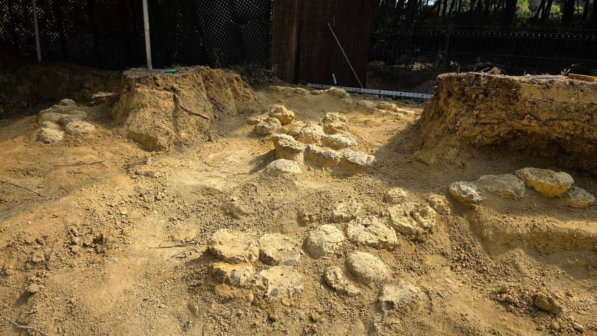 Cento uova di dinosauro scoperte in Francia, paleontologo Bertozzo: “Eccezionale, ma non inatteso”