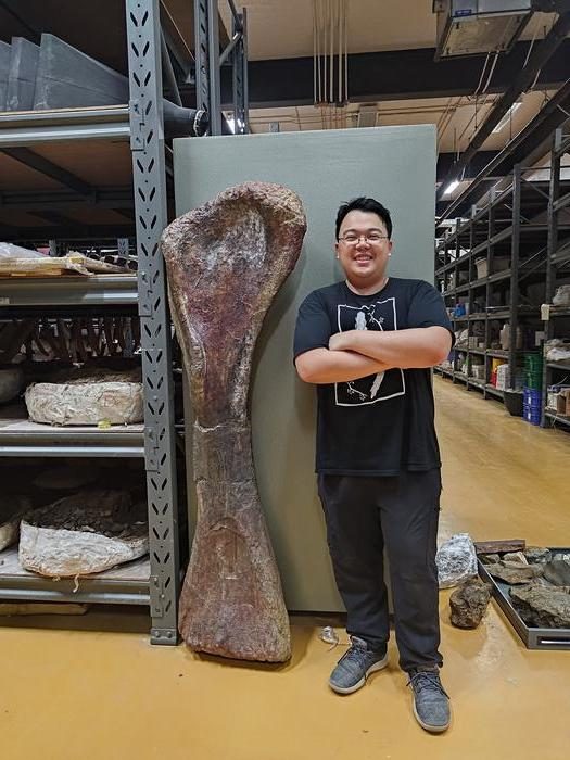 Il dottor Sethapanichsakul al fianco dell’omero del dinosauro. Credit: Thitiwoot Sethapanichsakul