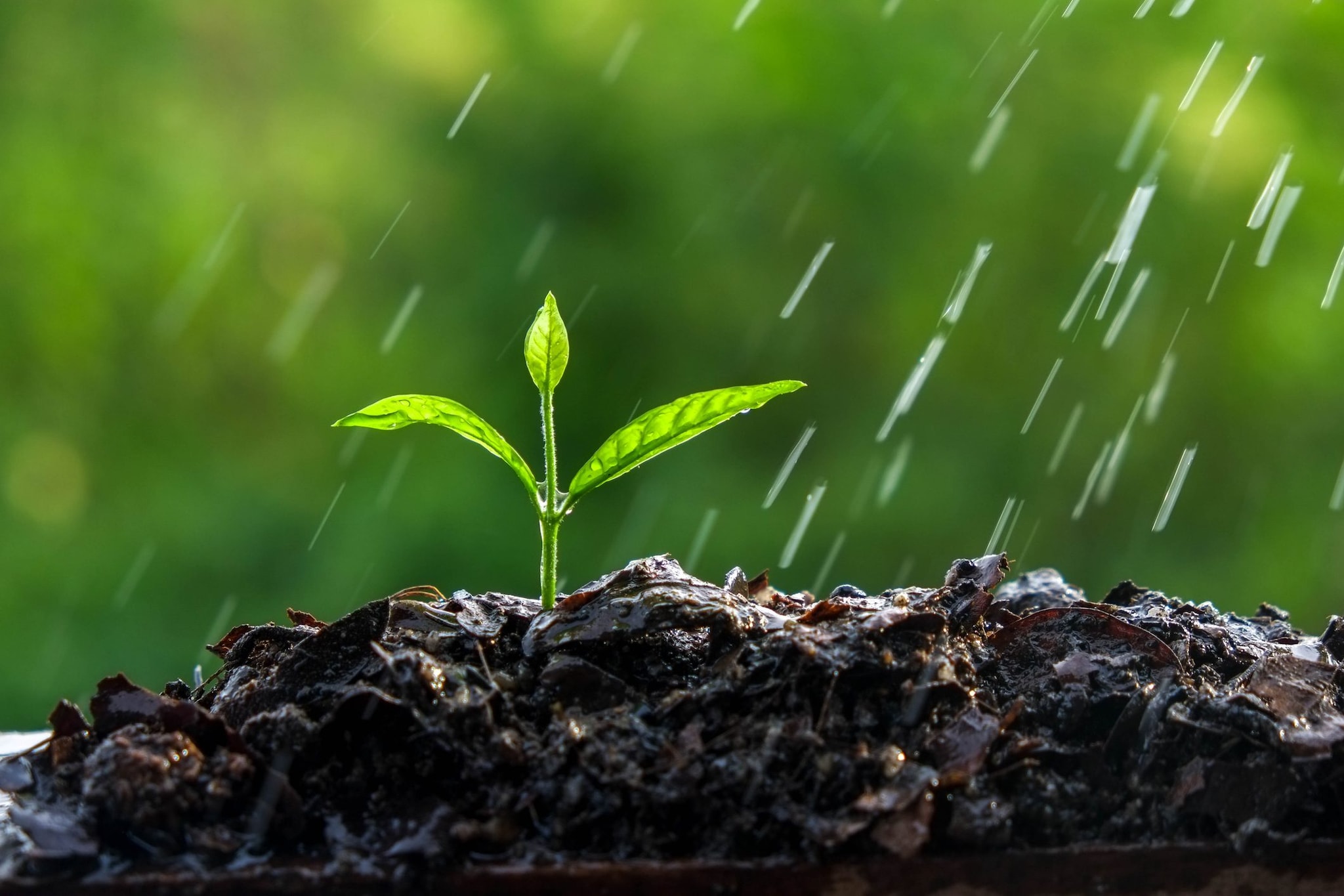 I semi percepiscono il suono della pioggia e accelerano germinazione e crescita: lo studio del MIT