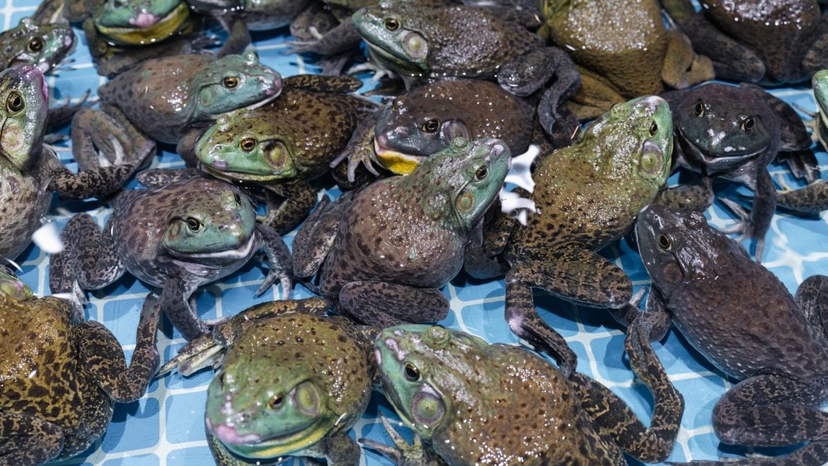 Un caso clinico descritto dai medici di Shanghai riguarda una donna che ha sviluppato una rara infezione parassitaria ai polmoni dopo aver mangiato rane crude