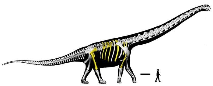 Dimensioni di Nagatitan chaiyaphumensis. Credit: Thitiwoot Sethapanichsakul et al
