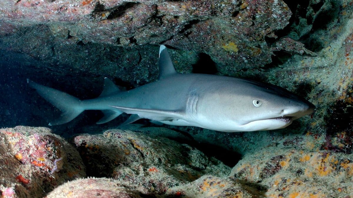 Squalo pinna bianca del reef. Credit: Wikipedia