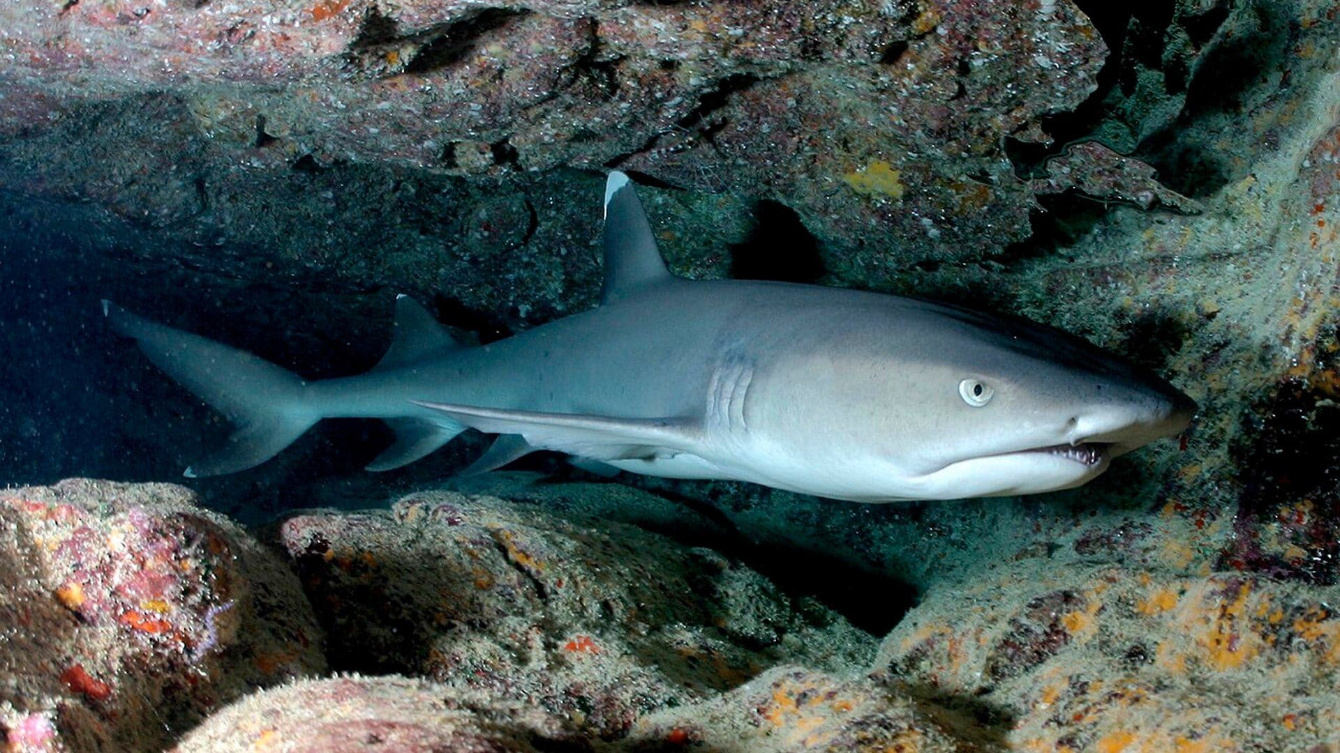 Quali squali entrano nelle grotte delle Maldive: nutrice indo-pacifico e pinna bianca del reef i più comuni