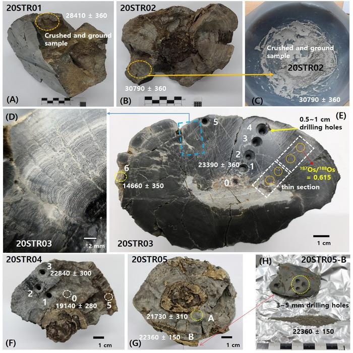 Le stromatoliti rinvenute nel cratere da impatto. Credit: Istituto Coreano di Geoscienze e Risorse Minerarie (KIGAM)