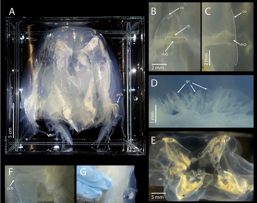 Dettagli della cubomedusa o vespa di mare Chironex blakangmati. Credit: Iesa et al./Raffles Bulletin of Zoology